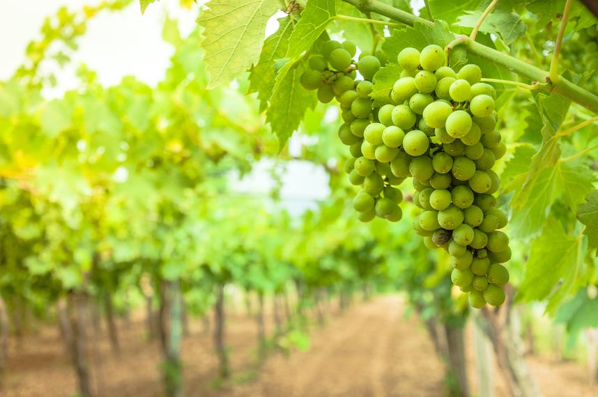 Falanghina, het wijnsymbool van Campanië Falanghina, het wijnsymbool van Campanië