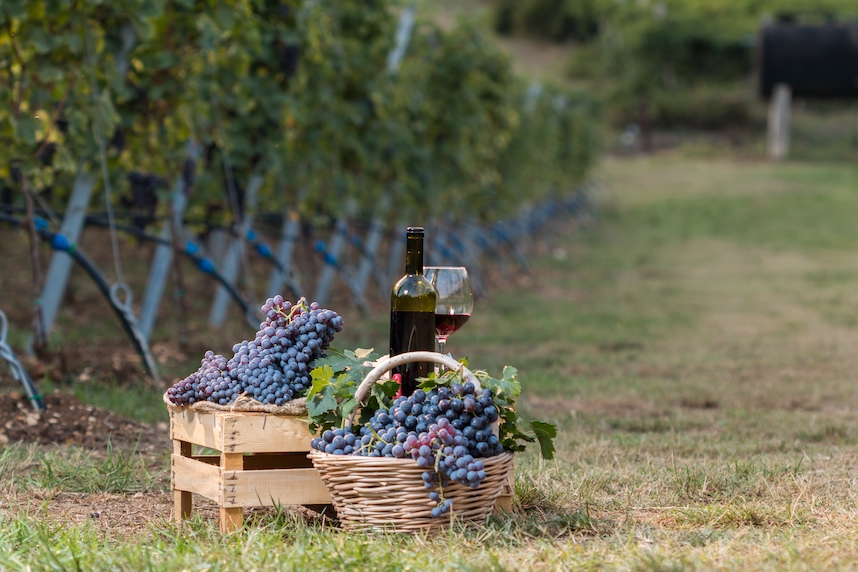 Amarone della Valpolicella: geschiedenis en kenmerken van de geliefde Veneto wijn Amarone della Valpolicella: geschiedenis en kenmerken van de geliefde Veneto wijn
