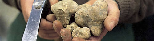 81ste Editie: Internationale Witte Truffel jaarbeurs in Alba 81ste Editie: Internationale Witte Truffel jaarbeurs in Alba
